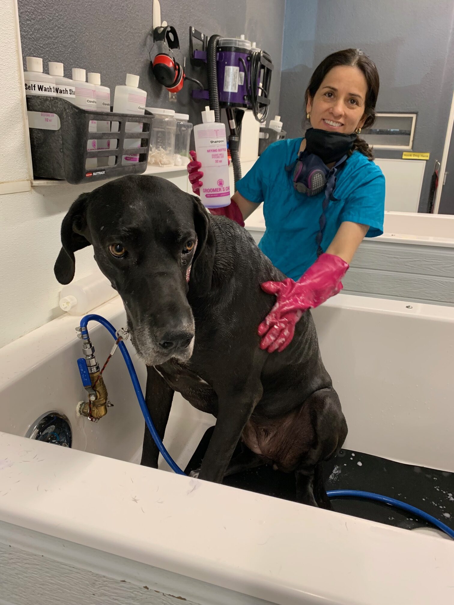 A woman bathes a large black dog in a grooming tub, holding a bottle of shampoo.